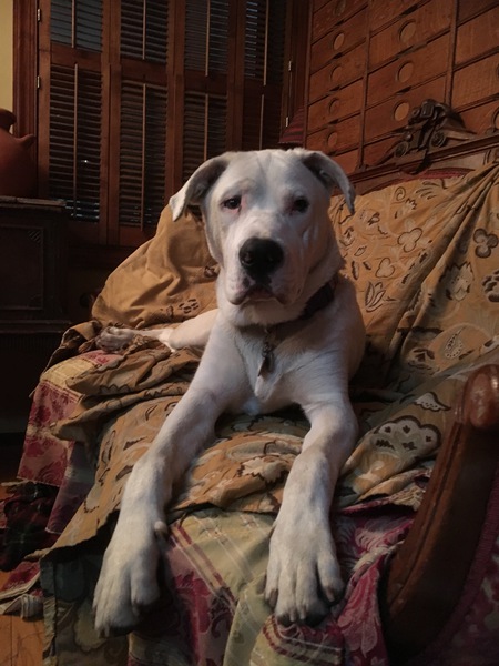 Entry image for Boomer. Clicking this image will show a larger photo