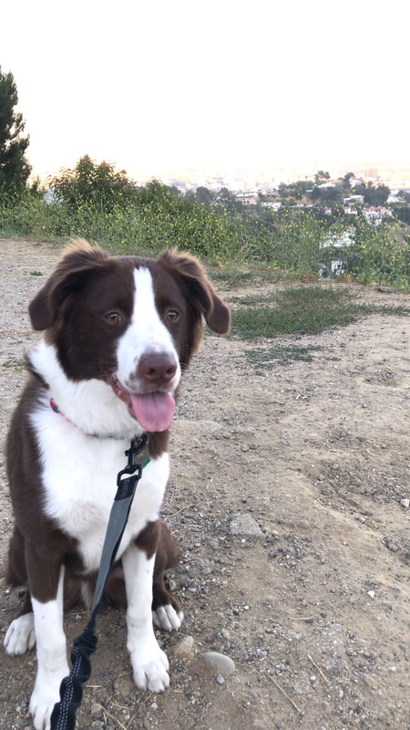 Entry image for Cooper. Clicking this image will show a larger photo