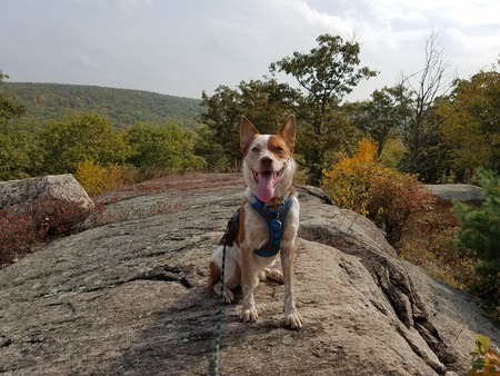 Entry image for Hank. Clicking this image will show a larger photo