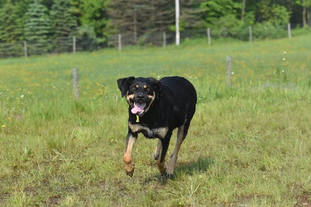 Entry image for Rizzo. Clicking this image will show a larger photo