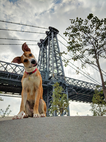 Entry image for Laura Dern the Dog. Clicking this image will show a larger photo