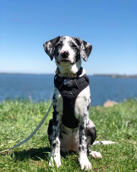 Entry image for Remy . Clicking this image will show a larger photo