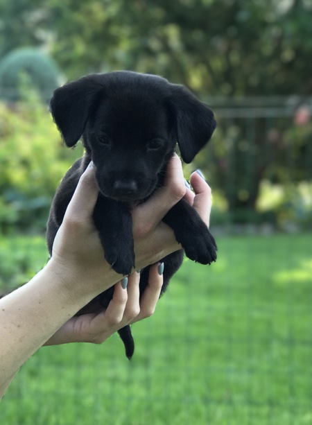 Entry image for Bella. Clicking this image will show a larger photo