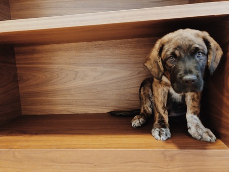 Entry image for Reuben. Clicking this image will show a larger photo