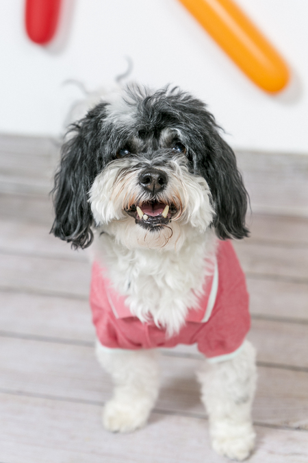 Milo