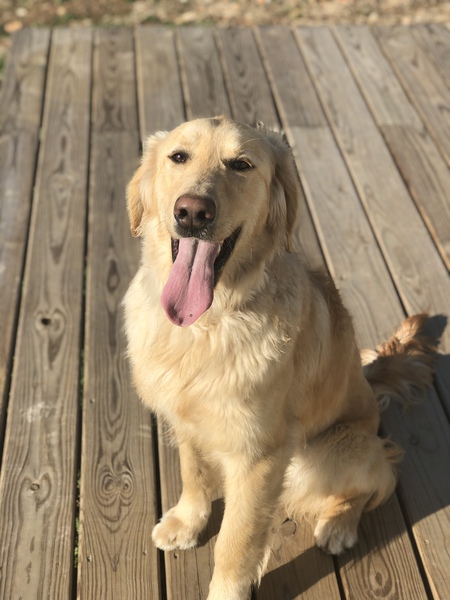 Waylon