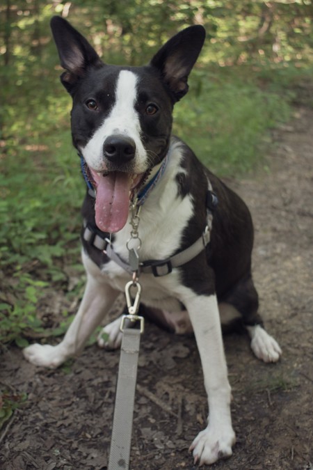Bruno
