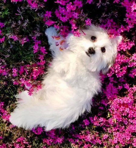 Maizie