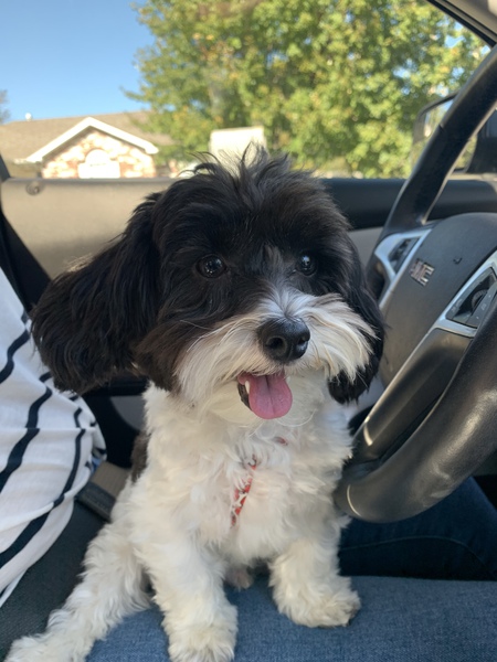 Cooper