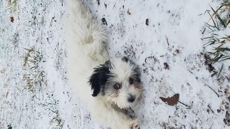 Cooper William