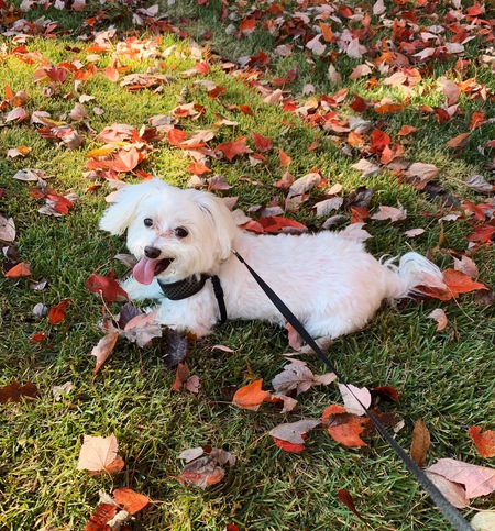 Finley