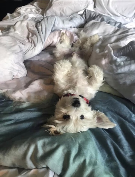 Archie