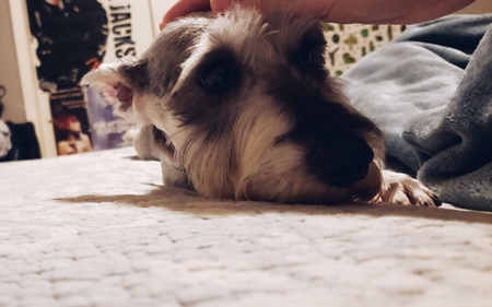 Suki