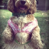 Entry image for Mattie - Halloween Hula Poo