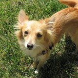 Entry image for Ginger