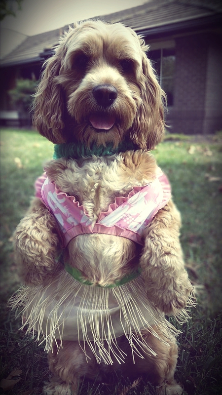 Entry image for Mattie - Halloween Hula Poo. Clicking this image will show a larger photo