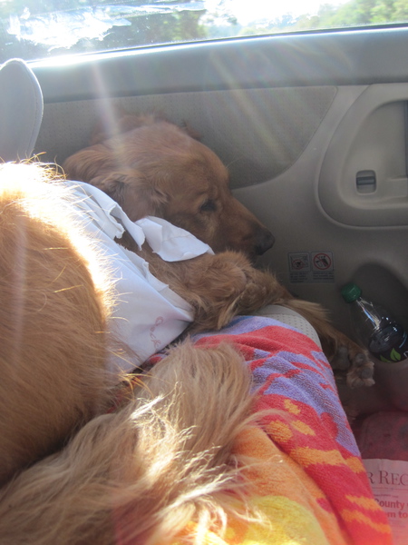 Entry image for Buddy. Clicking this image will show a larger photo