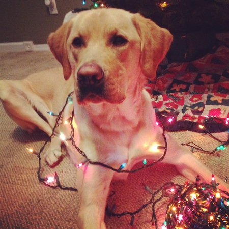 Entry image for Tucker. Clicking this image will show a larger photo