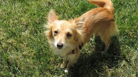 Entry image for Ginger. Clicking this image will show a larger photo