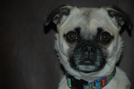 Entry image for Lilly. Clicking this image will show a larger photo