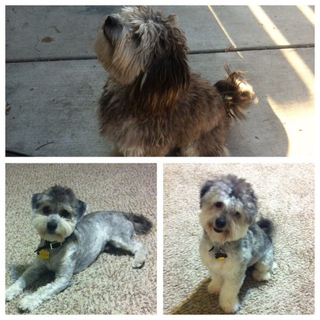 Entry image for Paco. Clicking this image will show a larger photo