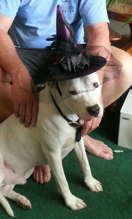 Entry image for Harley. Clicking this image will show a larger photo