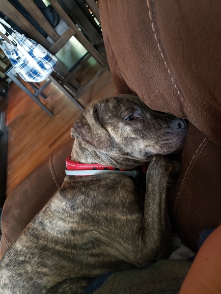 Kona