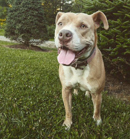 Rocco