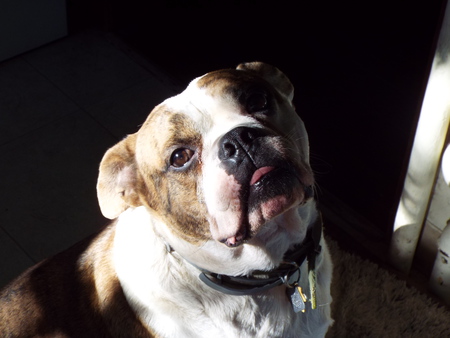Chauncey