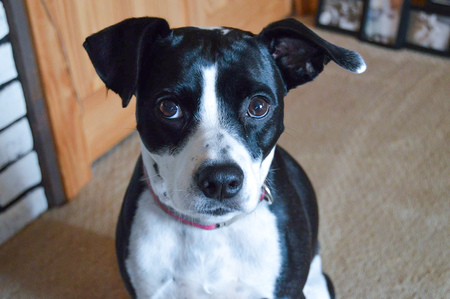 Tippy