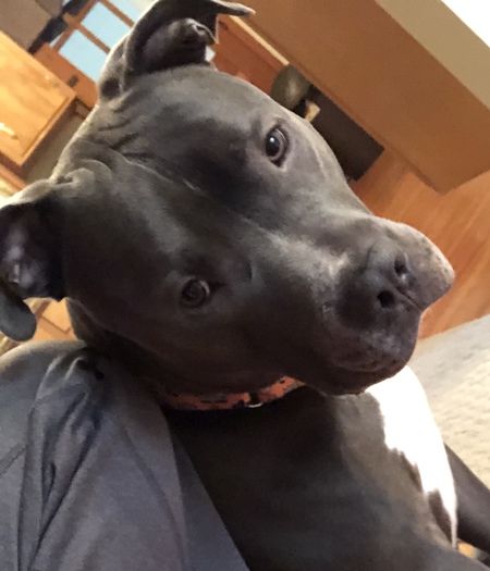 Angus