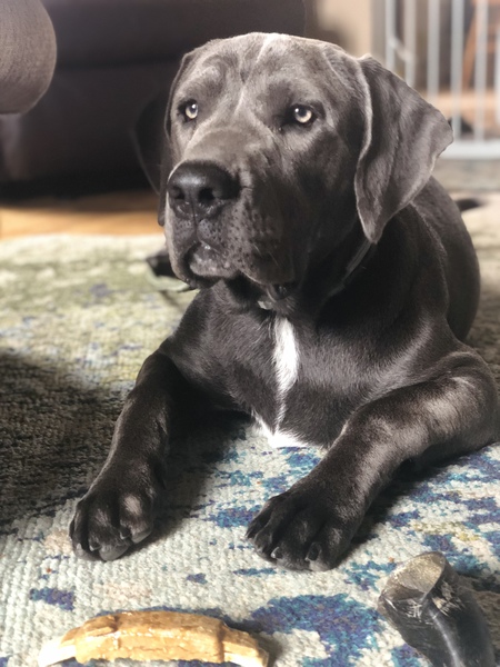 Willow