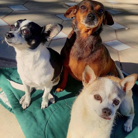 Dulce (white/black) Chocolate (brown and tan) Koda (white/brown)