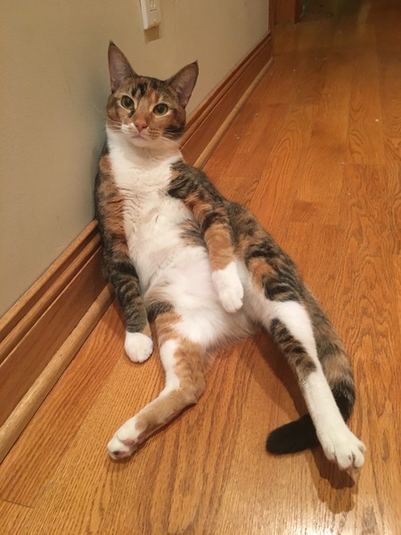 Entry image for Iris. Clicking this image will show a larger photo