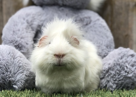 Archie the Guinea Pig