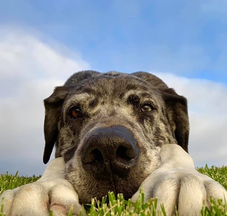 Bamboozle the Great Dane