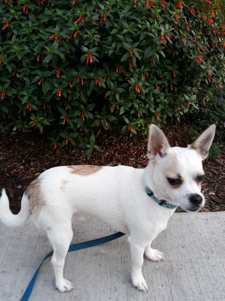 Ringo Starr McPups