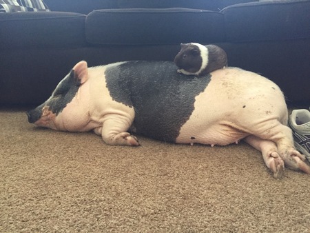 Maple the pig and Tinker the ginea pig