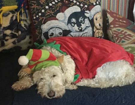 Exhausted Elf Shiloh