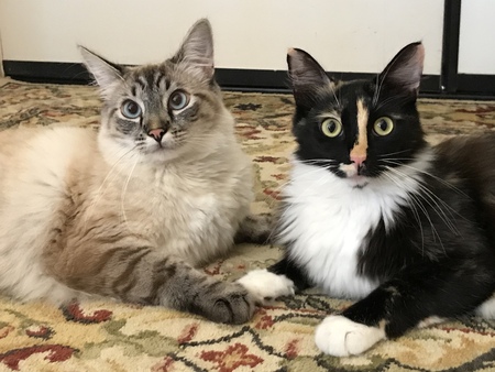 Rigatoni and Tortellini