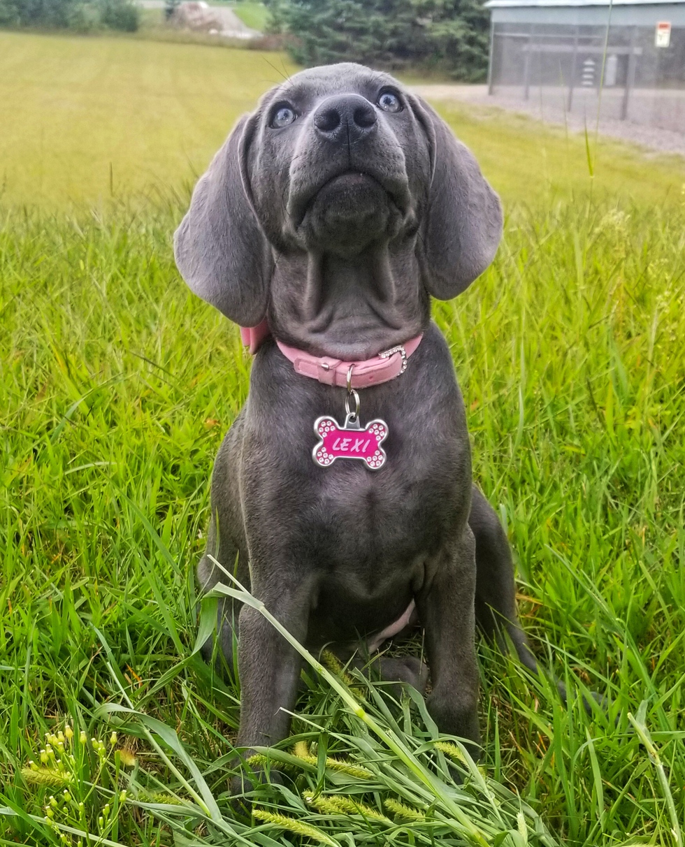 Vote for 14 2020 Blue Weimaraner Calendar Photo Contest