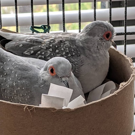 Arthur Millet and Tippi Hendren