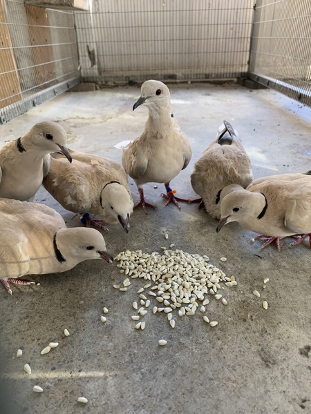 Andy's Doves