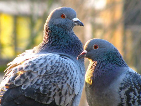 Loving couple