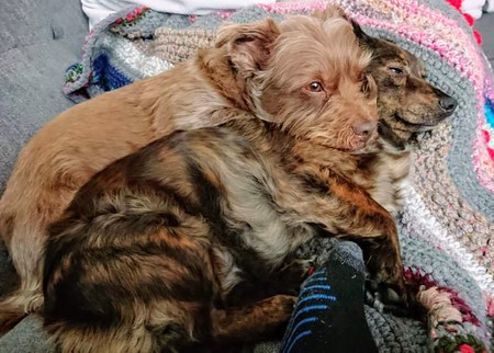 Chip & Nitsa