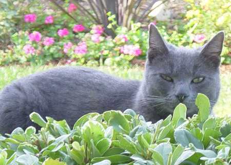 BLEU