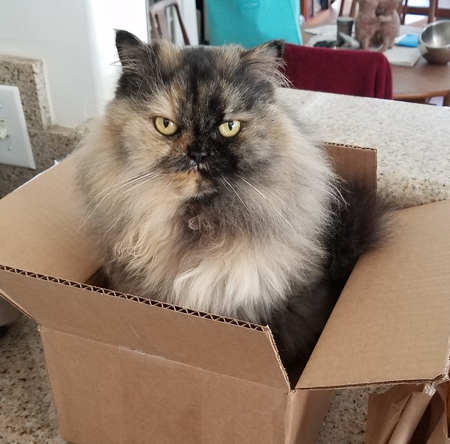 Boo Boo Kitty