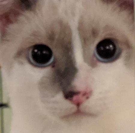 Nelson