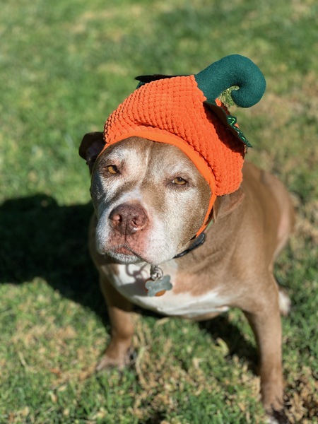 Pumpkin