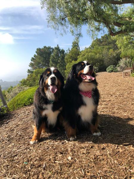Moose and Rocco